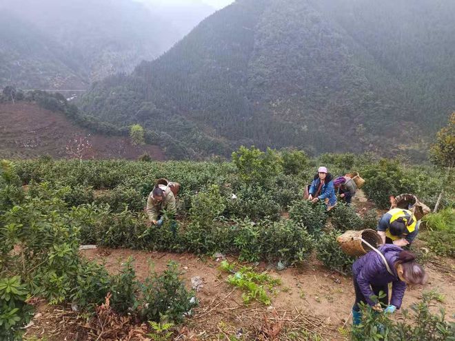 双牌单江村：我们不种茶但是我们有好茶
