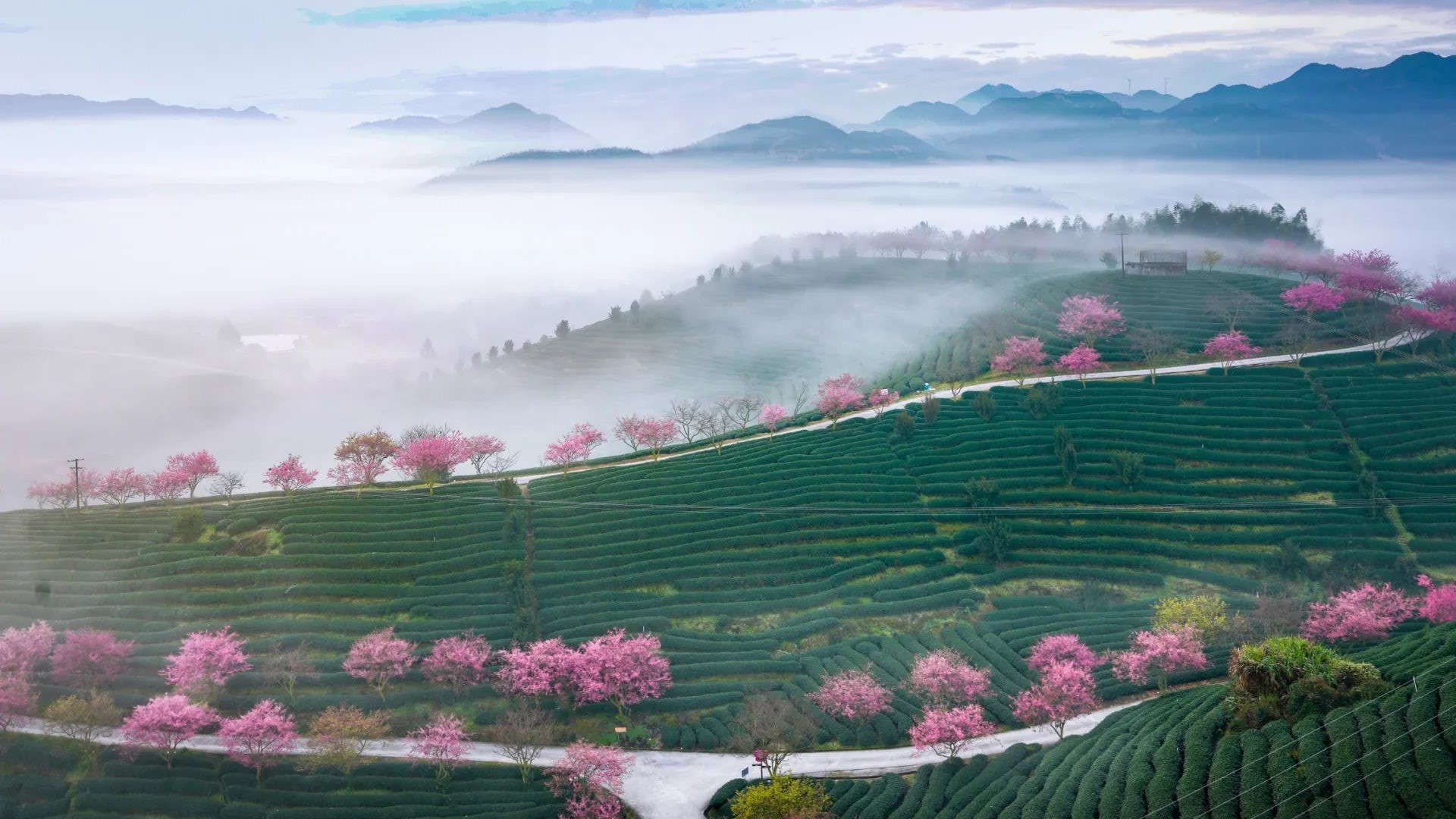 台湾 | 漂洋过海的乌龙茶