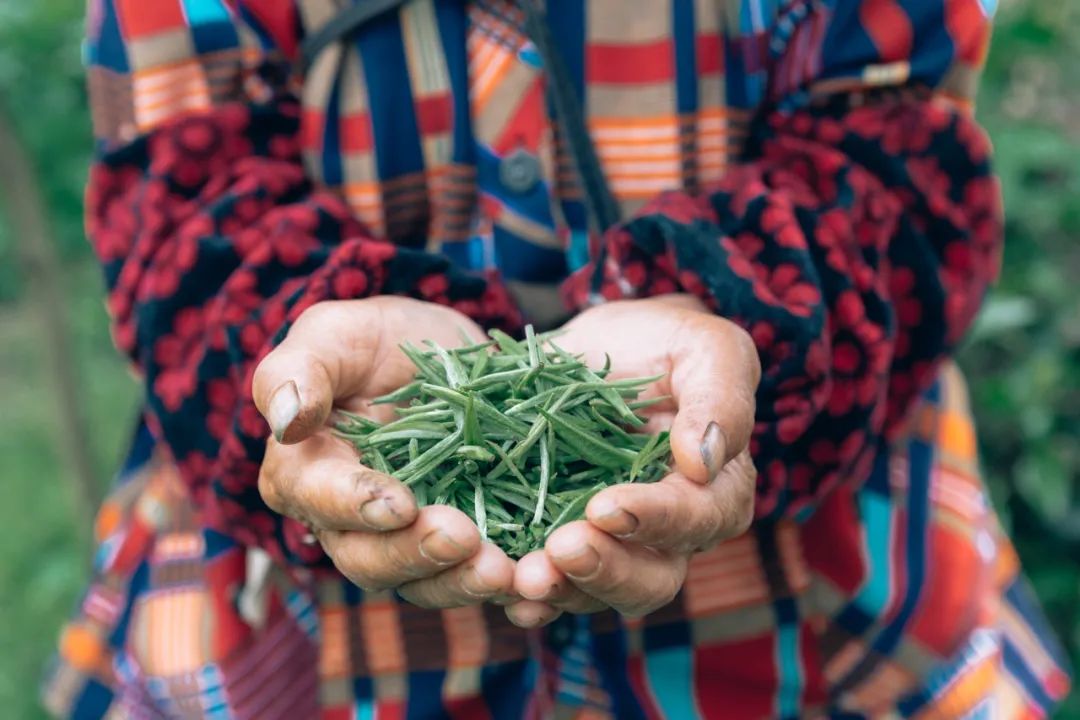 贵州 | 多彩的大茶山